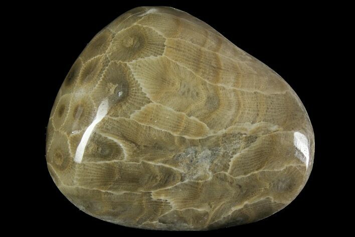 Polished Petoskey Stone (Fossil Coral) - Michigan #156082